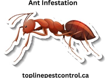 5 Signs of a Carpenter Ant Infestation