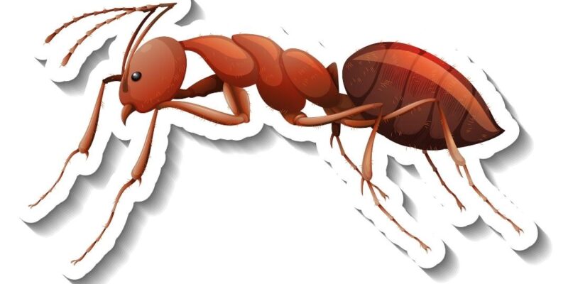 5 Signs of a Carpenter Ant Infestation