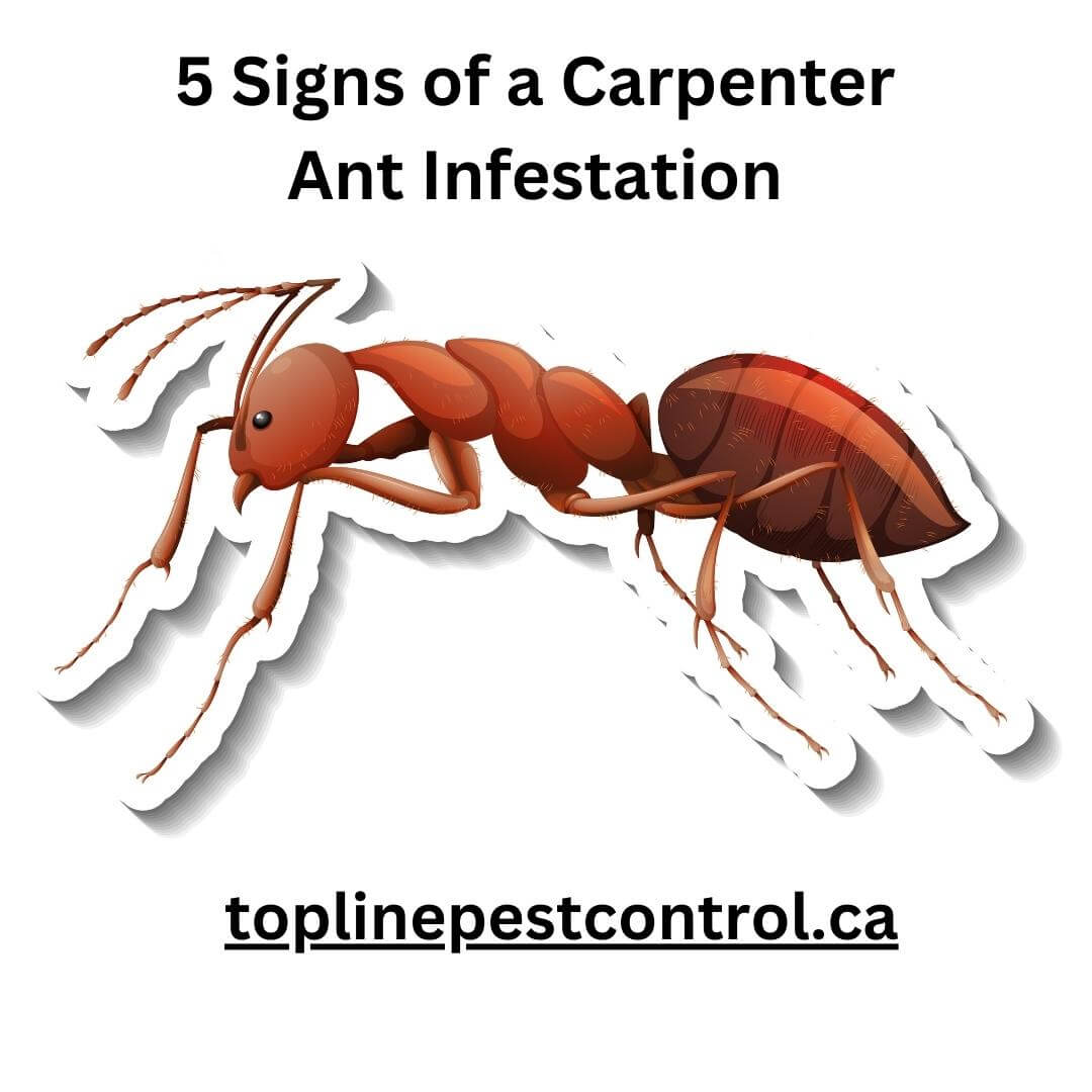 5 Signs of a Carpenter Ant Infestation in Your House: From Signs to Prevention