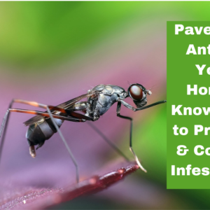 Pavement Ants in Your Home Know How to Prevent & Control Infestation