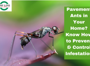 Pavement Ants in Your Home Know How to Prevent & Control Infestation