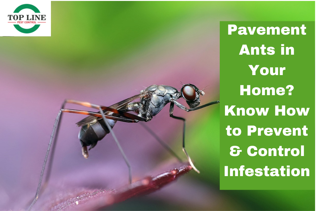 Pavement Ants in Your Home Know How to Prevent & Control Infestation