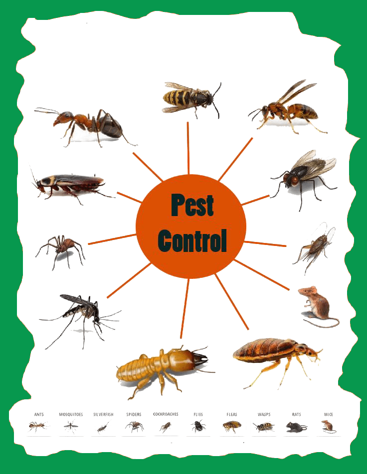 Surrey Pest Control 