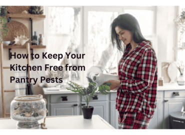 How to Keep Your Kitchen Free from Pantry Pests: