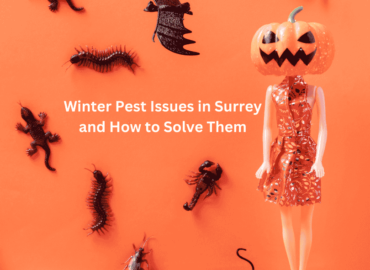 Winter Pest Issues in Surrey and How to Solve Them