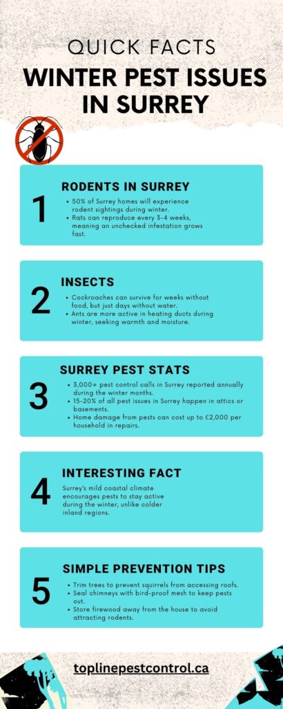 Winter Pest Issues in Surrey and How to Solve Them