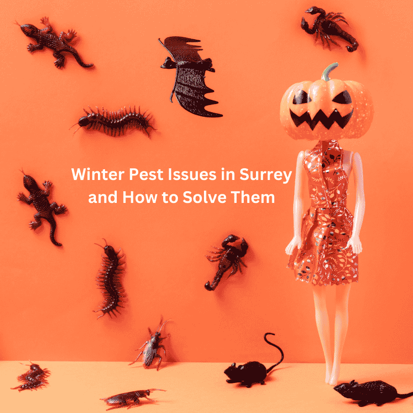 Winter Pest Issues in Surrey and How to Solve Them