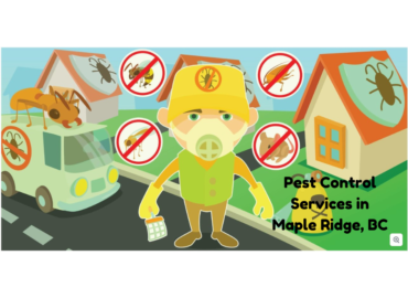 Pest Control Services in Maple Ridge, BC