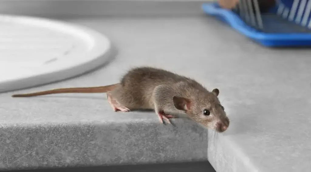 Mouse, Rodents, Mice Control Services in Abbotsford