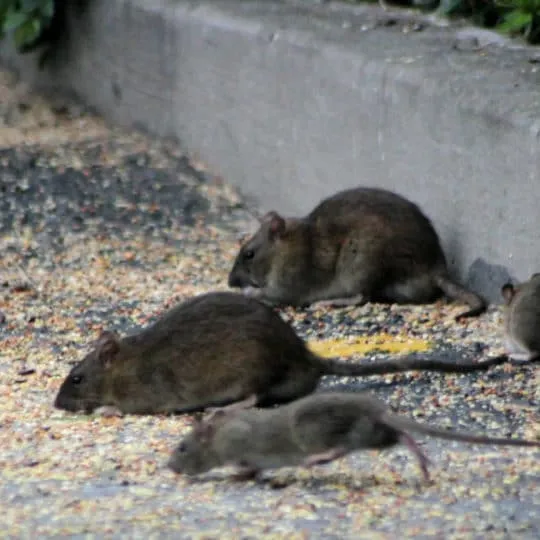 A group of large brown rats scavenging for scattered grain and food particles on the ground next to a concrete curb.