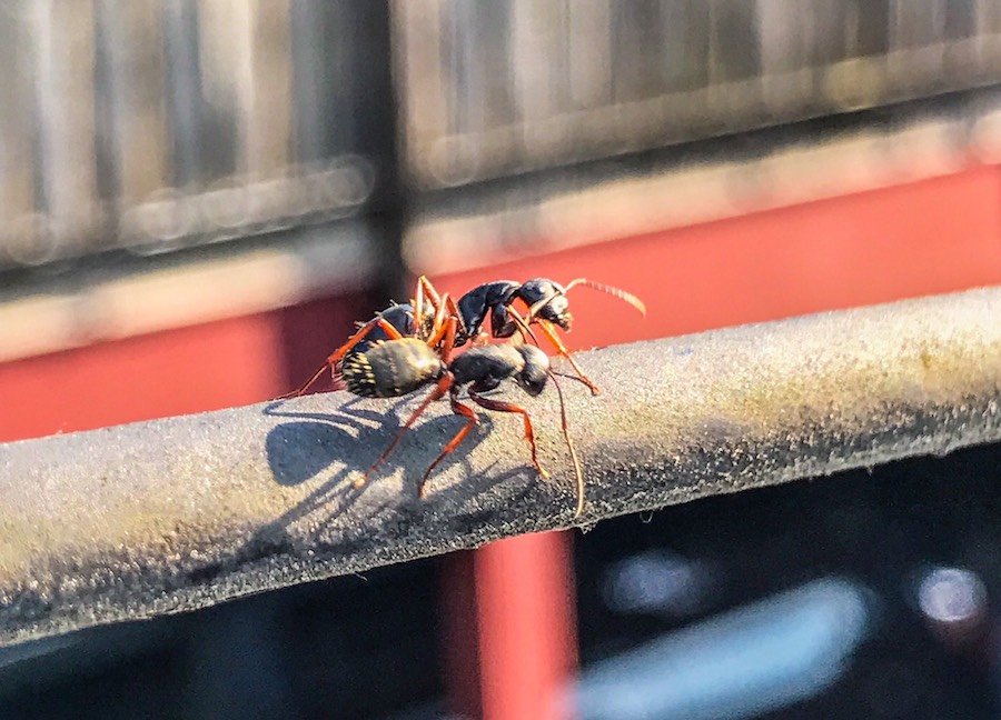 A close-up shot of two large ants with reddish legs crawling along a metal wire.