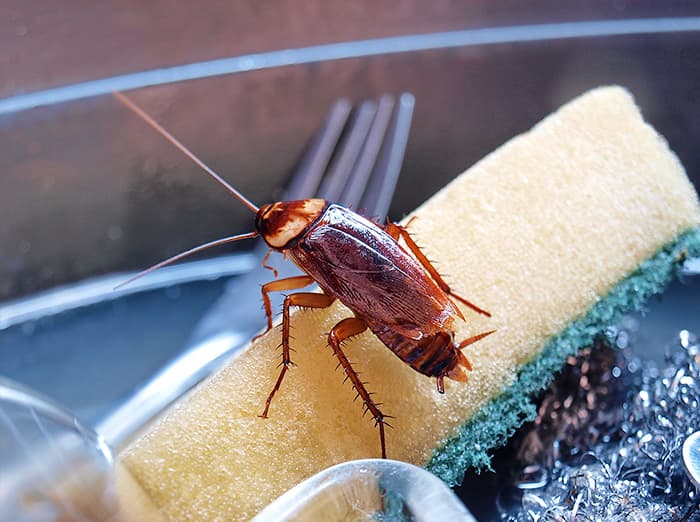 A large brown cockroach crawling on a yellow and green cleaning sponge in a kitchen sink next to cutlery.