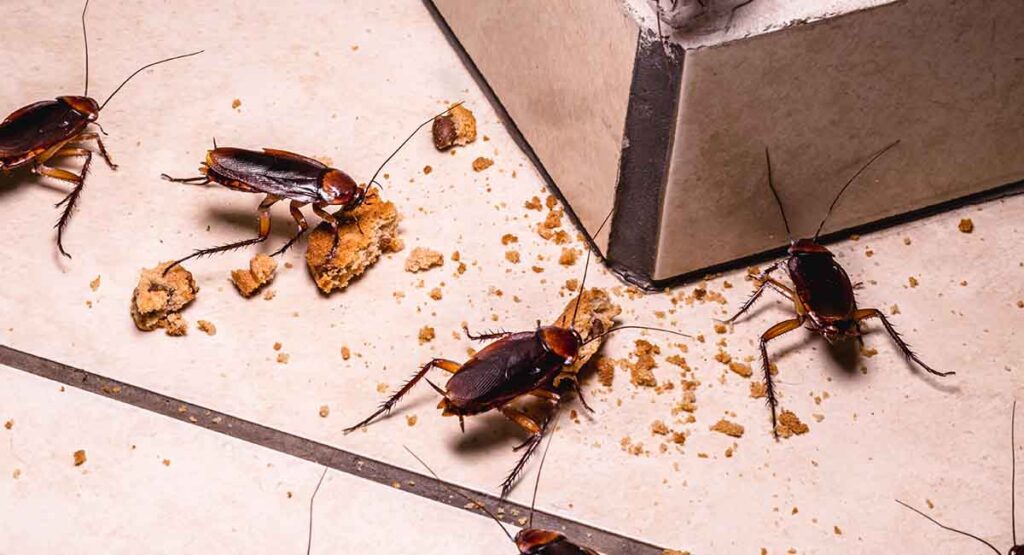 cockroaches feeding on scattered breadcrumbs on the floor