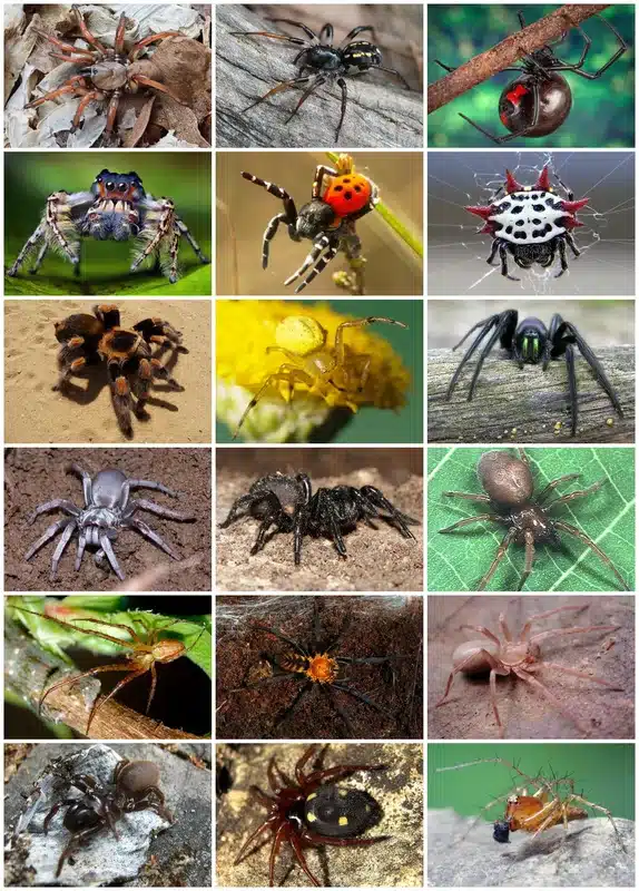 A grid-style identification chart featuring various spiders common in Australia, including the Redback, Jumping Spider, Wolf Spider, and Spiny Orb Weaver, shown in their natural habitats.