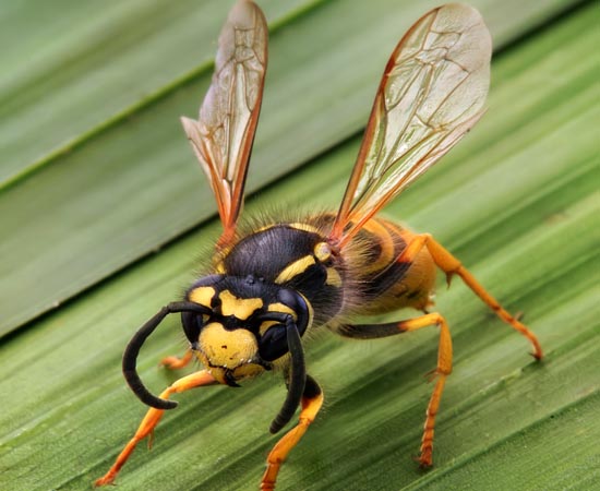 A macro shot of a yellowjacket wasp with its wings slightly raised, standing on a bright green textured leaf. The wasp features distinct yellow and black stripes, dark curved antennae, and visible fine hairs across its thorax.