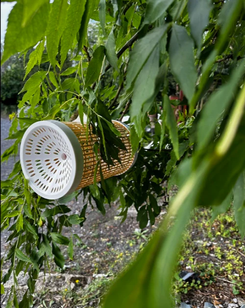 A cylindrical yellow and white plastic wasp trap hanging from a leafy tree branch in a garden or outdoor area.