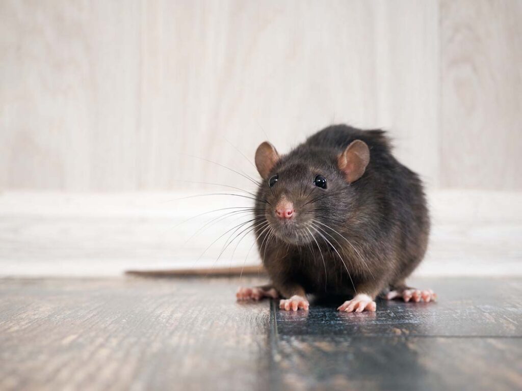A close-up shot of a dark brown rat with long whiskers sitting on a dark wooden floor against a light-colored wall.