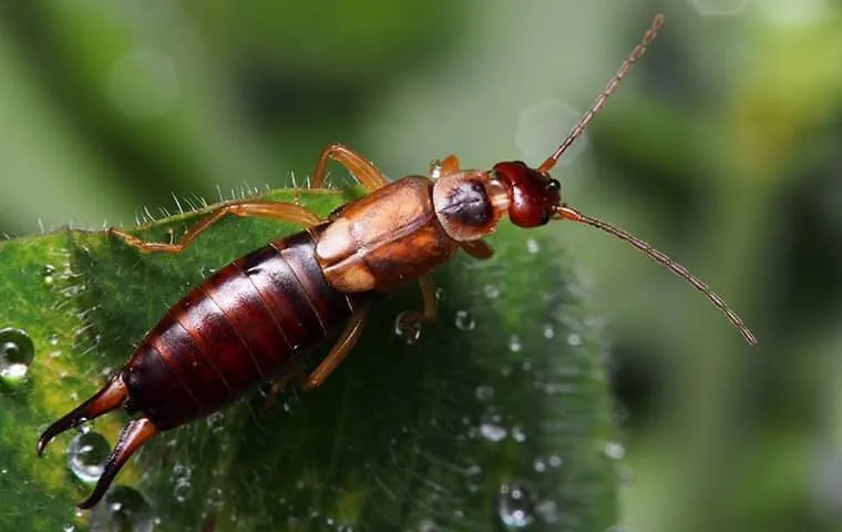 A close-up, top-down view of a reddish-brown earwig resting on a green leaf covered in water droplets, clearly showing its long antennae and signature pincers at the end of its abdomen.