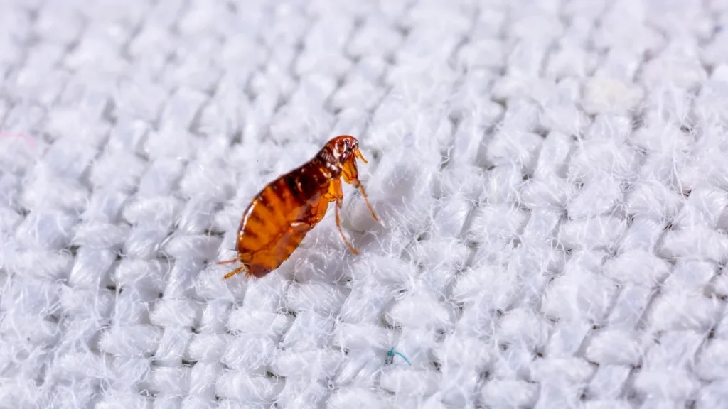 A macro shot of a small, reddish-brown flea crawling on the fibers of a white woven fabric.