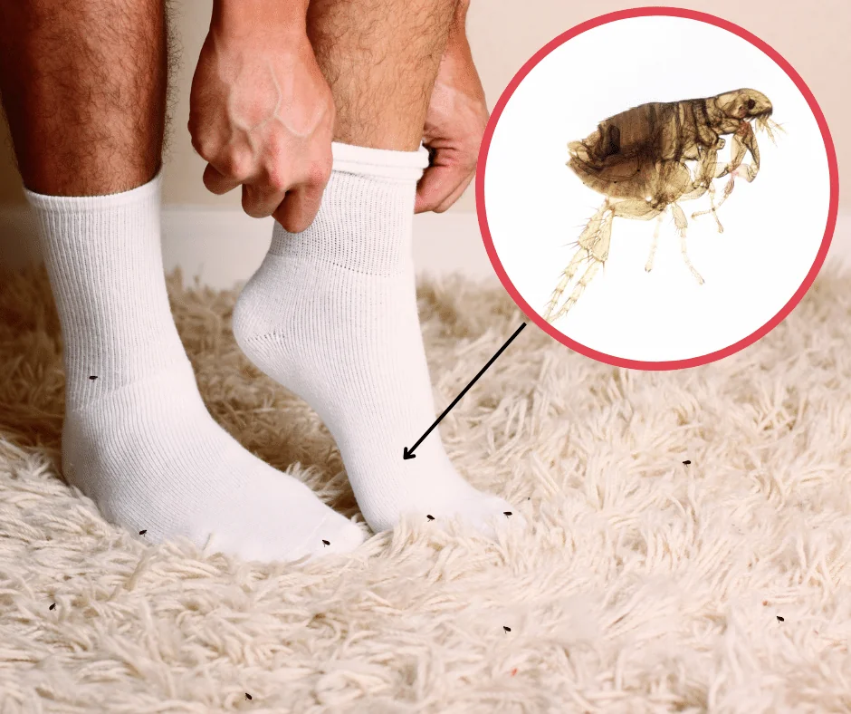 A person wearing white socks standing on a shag carpet infested with fleas, featuring a microscopic inset image of a flea for identification.