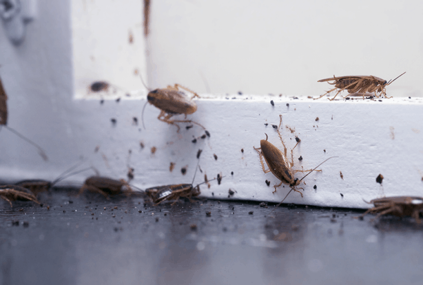 A group of German cockroaches crawling along white baseboards and a dark floor, surrounded by black droppings and debris.