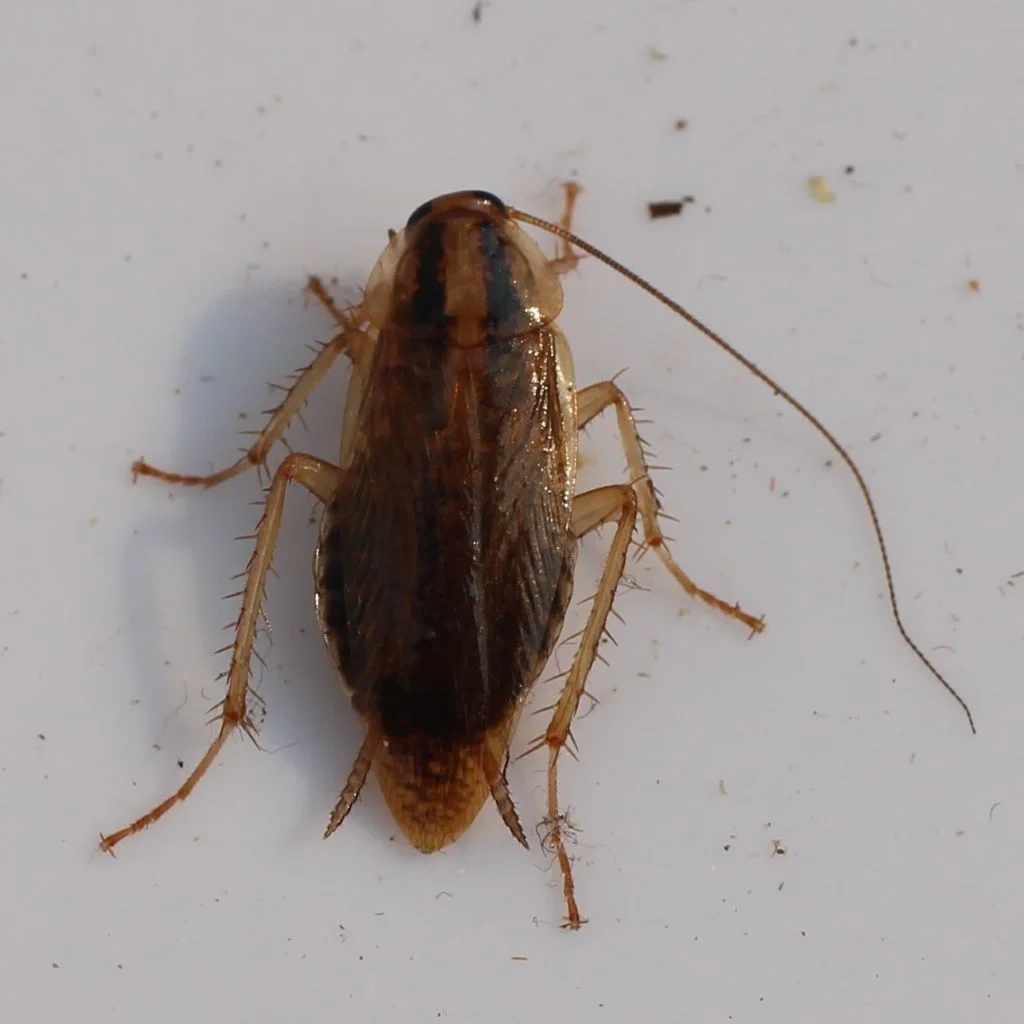 A high-resolution top-down view of a light brown German cockroach on a white surface, clearly showing its long antennae and dark stripes.