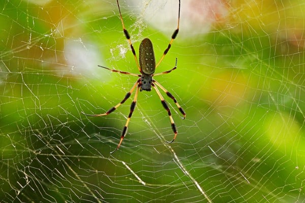 A close-up view of a large Golden Orb Weaver spider with long, banded legs resting in the center of its intricate, golden-hued silk web against a blurred green background.