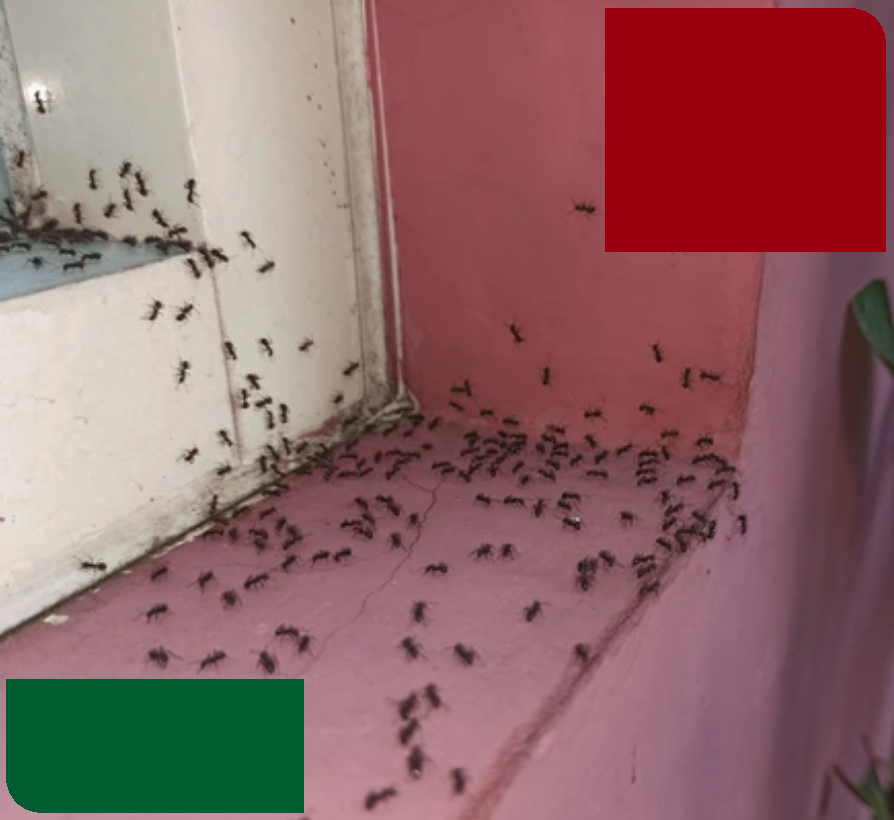 A large swarm of ants crawling across a pink interior wall and window ledge.