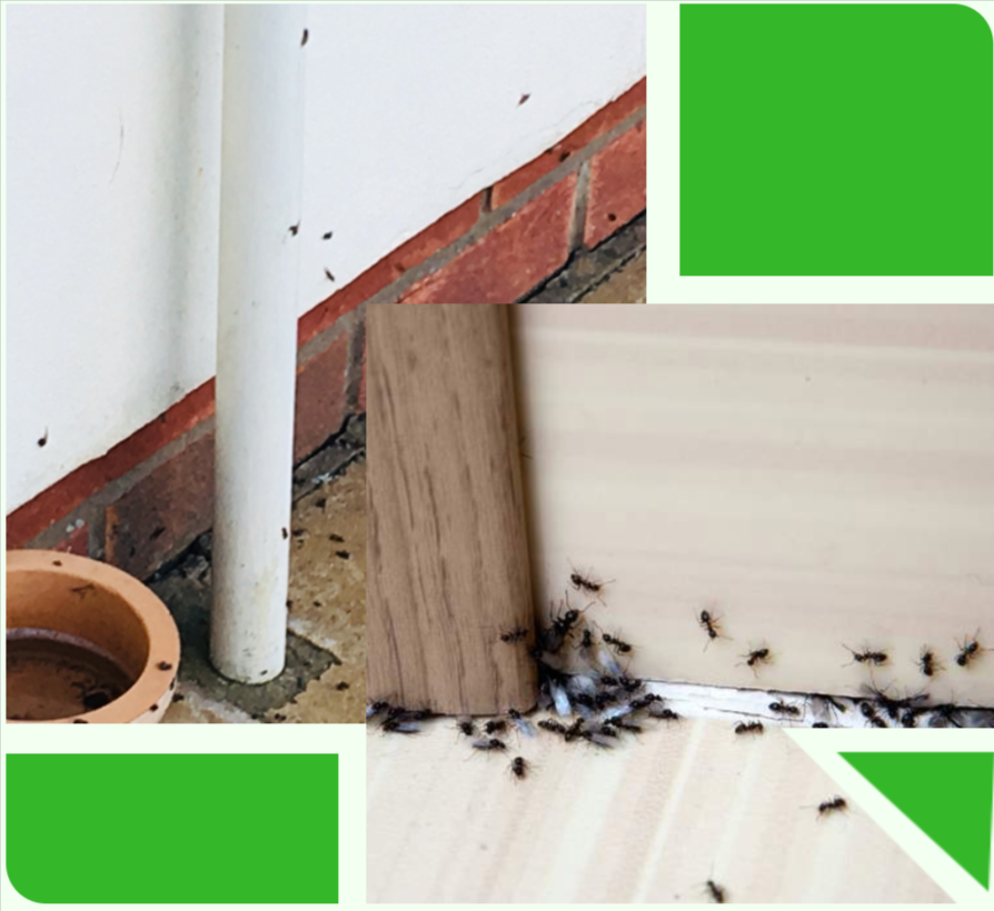 A split view showing ants swarming a white exterior pipe and crawling along an indoor wooden baseboard.