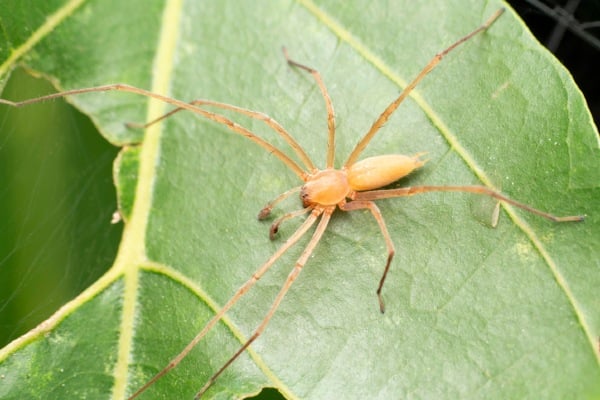 A close-up, top-down view of a light-colored, long-legged spider with a pale tan body resting on the surface of a vibrant green leaf.