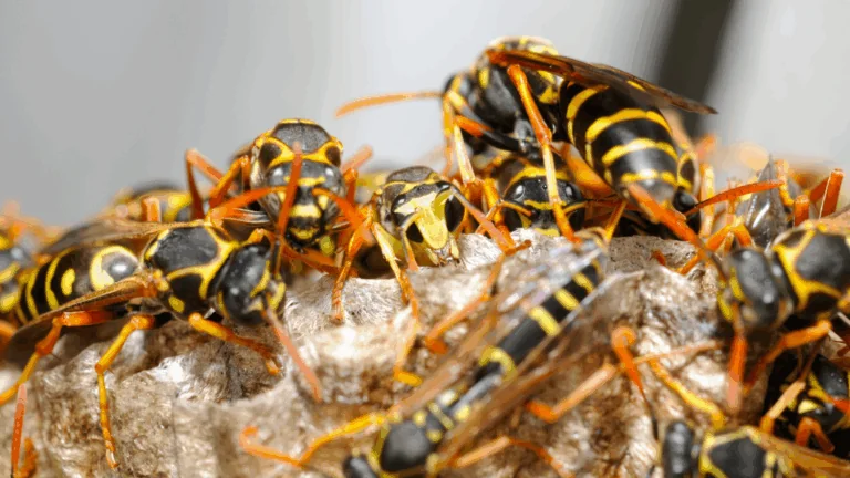 A close-up view of multiple European wasps with bright yellow and black bodies swarming over the surface of a grey, papery nest.