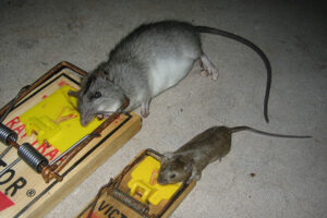 Mice control Surrey snap trap catching a mouse