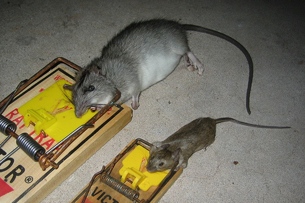 A visual comparison of a large rat and a smaller mouse, both caught in traditional wooden snap traps on a concrete floor.