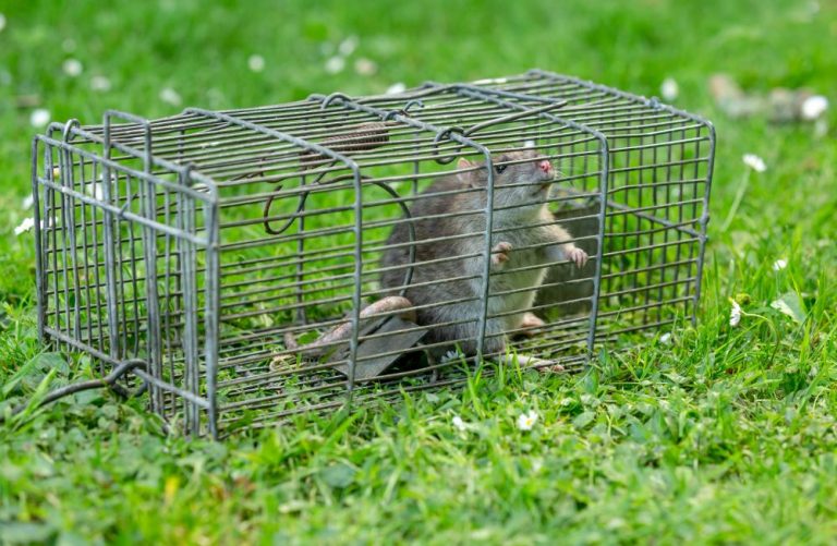 A person holding a small wire mesh live-catch trap containing a single brown mouse and some food bait.