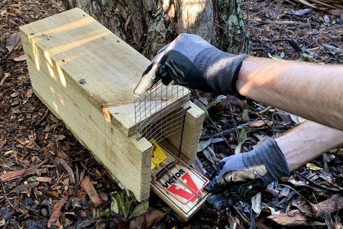 A person wearing protective gloves setting a traditional snap trap inside a protective wooden tunnel box outdoors to prevent non-target animals from being caught.