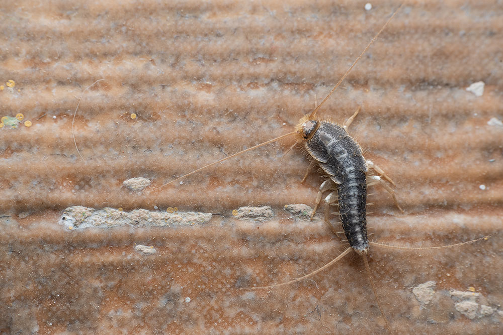 A high-angle, close-up shot of a silverfish with its characteristic shimmering grey scales and long, thin appendages, moving across a textured, light brown wooden surface.