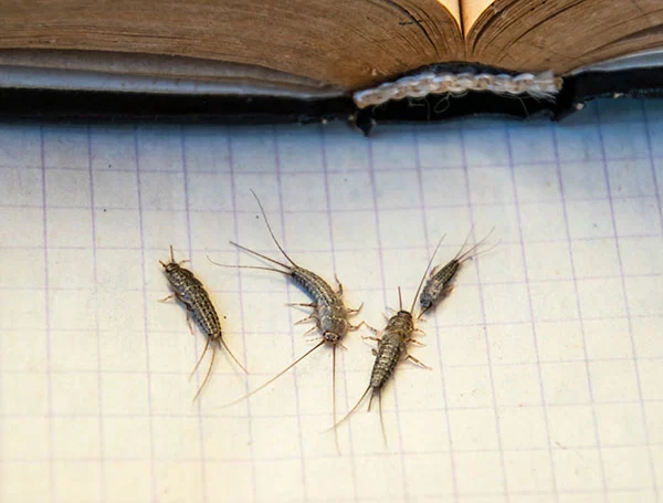 A group of four silverfish crawling on a piece of lined paper next to the open binding of an old book, showcasing their attraction to starches and paper products.