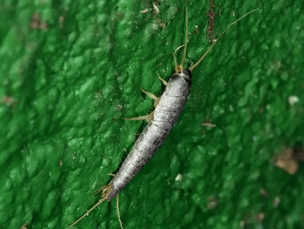 A high-angle, extreme close-up of a silvery-grey silverfish insect with long antennae and a tapered body, resting on a textured, bright green painted surface.
