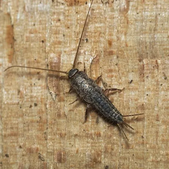 A close-up, top-down view of a silverfish with long antennae and a tapered grey body crawling on a light-colored, textured wood surface.