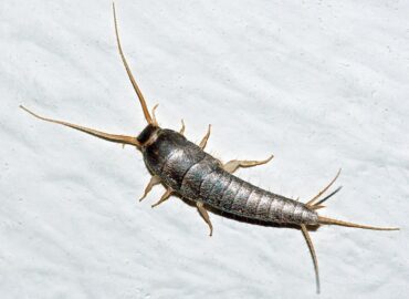 Silverfish control - close-up of a silverfish insect on a white surface