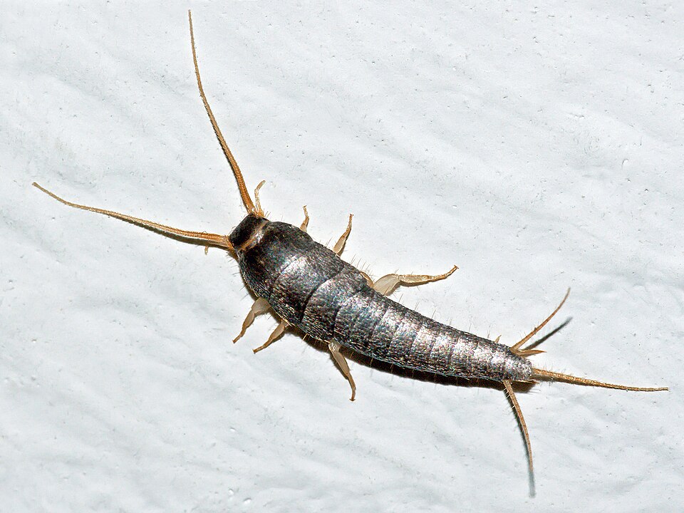 A close-up view of a silverfish with a tapered, shimmering body and long antennae crawling across a rough, grey stone surface.