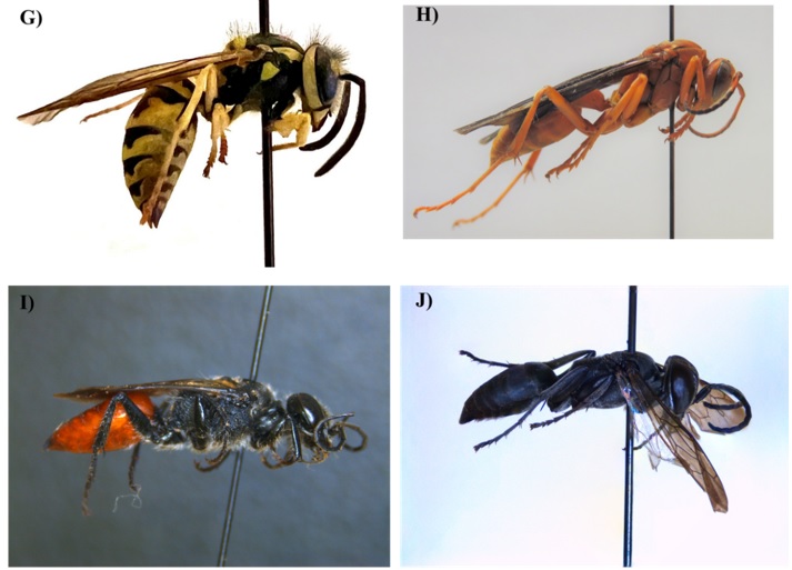 A composite of four side-profile images labeled G through J, showing different species of pinned wasps: a yellowjacket with black and yellow stripes (G), a slender orange paper wasp (H), a black wasp with a distinct orange abdomen (I), and a solid black mud dauber or spider wasp (J).