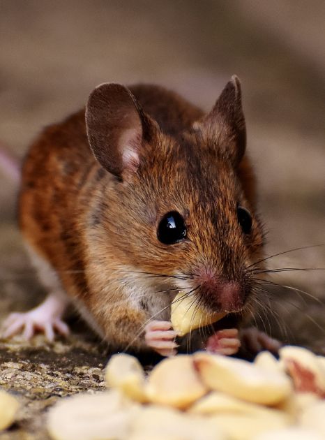 A close-up of a small wood mouse with large ears and dark eyes, holding and eating a peanut from a pile on the ground.