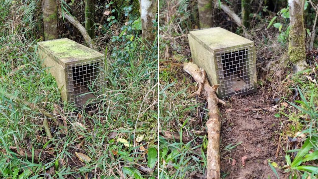 Two images showing wooden tunnel trap stations positioned in a grassy, wooded area, with one station featuring a guiding branch to direct rodents toward the mesh entrance.