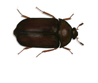 A top-down anatomical illustration of a Black Carpet Beetle (Attagenus unicolor) against a plain white background. The beetle has an elongated, oval-shaped body in a solid dark brown to black colour, with reddish-brown legs and antennae clearly visible.