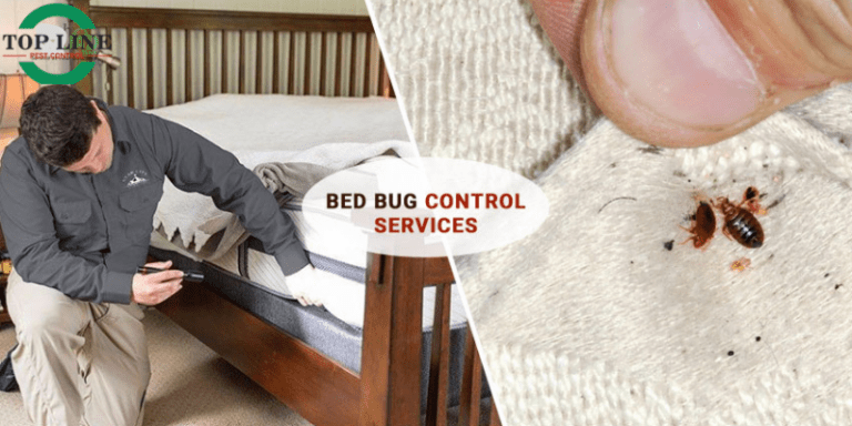 A dual-view image showcasing professional bed bug control services, with a technician inspecting a bed frame and mattress on one side, and a macro view of bed bugs on fabric on the other.