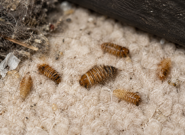 Alt text: Macro close-up image of carpet beetle larvae crawling on a light-colored carpet, showing their small brown segmented bodies covered in fine hairs among fabric fibers and dust.