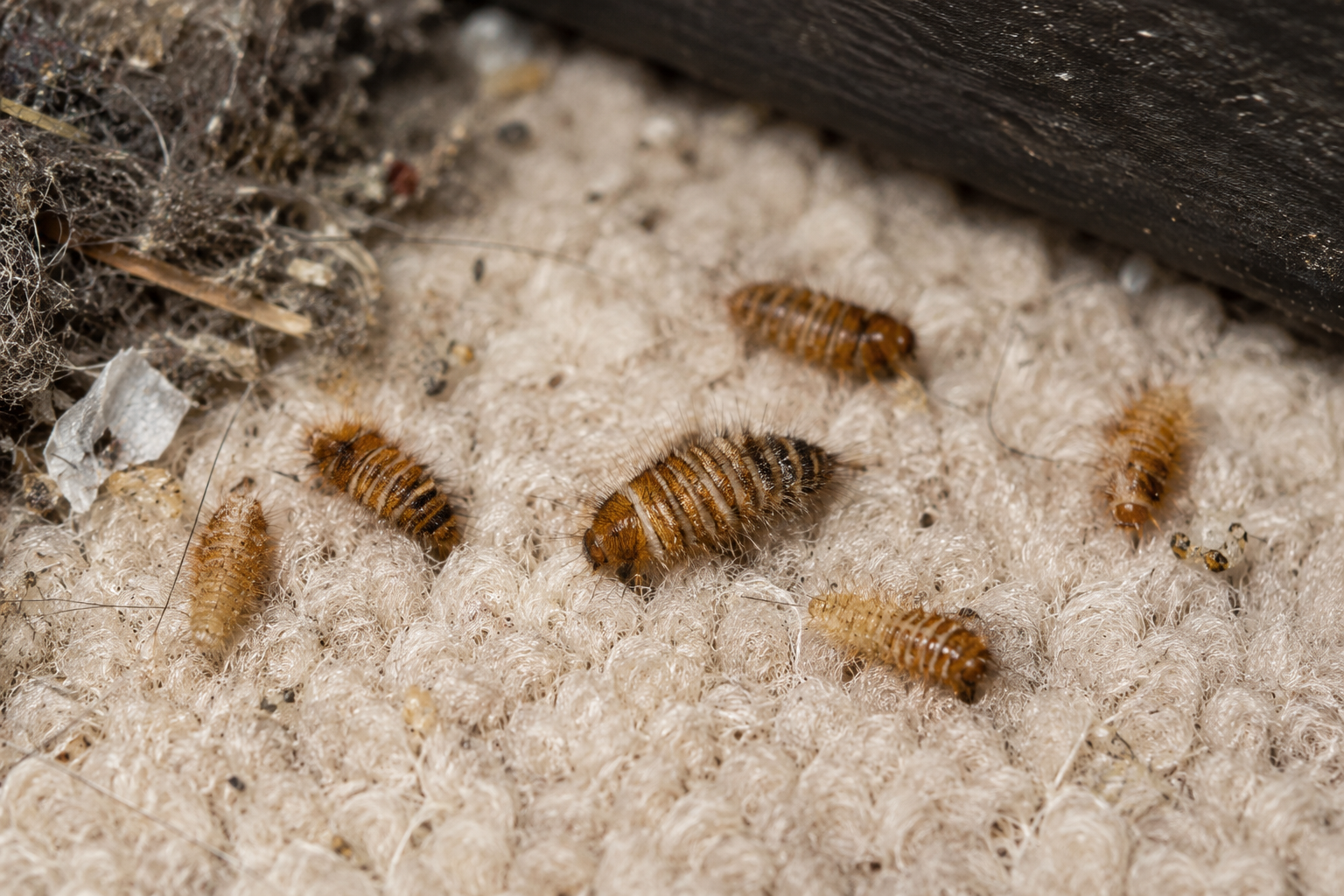 Alt text: Macro close-up image of carpet beetle larvae crawling on a light-colored carpet, showing their small brown segmented bodies covered in fine hairs among fabric fibers and dust.