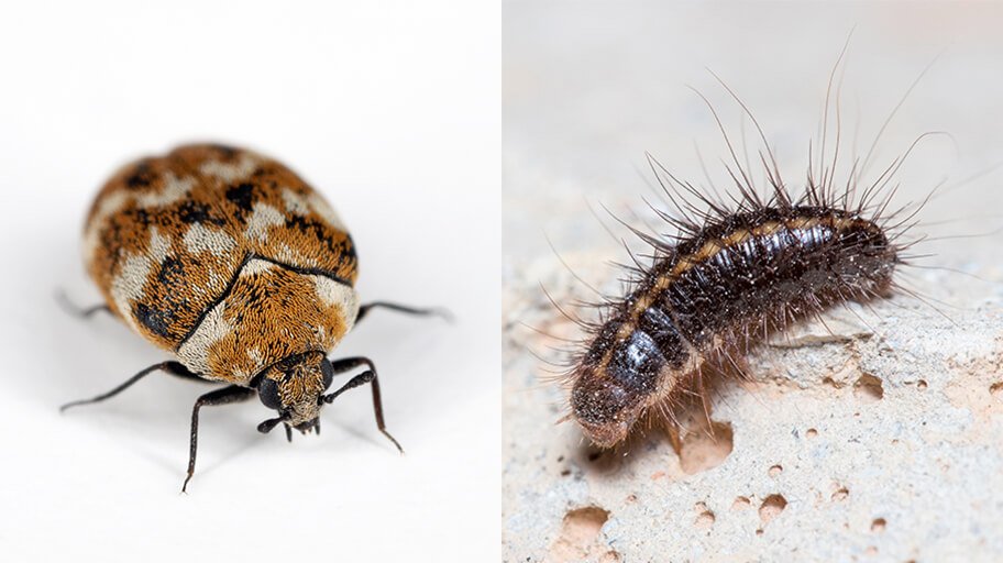 Two images shown side-by-side: on the left, a macro shot of an adult Varied Carpet Beetle with its distinctive mottled pattern of white, brown, and yellow scales on a white background. On the right, a macro shot of a carpet beetle larva, which is small, brown, and covered in long, dense, bristly hairs, resting on a rough, light-colored surface.