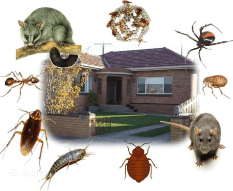 A composite image showing a detached residential home in British Columbia surrounded by common regional pests, including a possum, wasp nest, spider, flea, rat, bed bug, silverfish, cockroach, and ant.